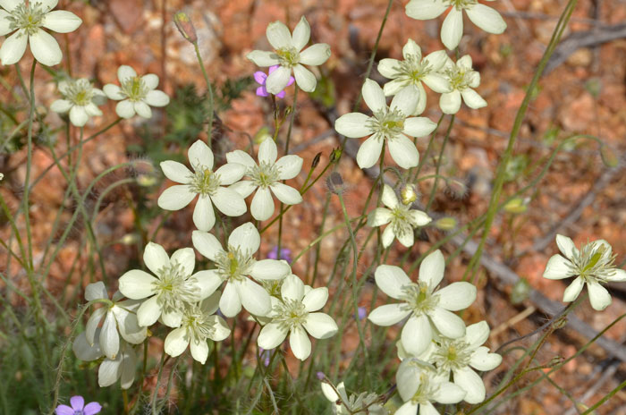 Platystemon californicus, Creamcups